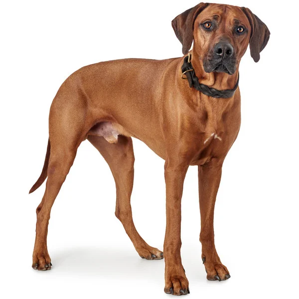 Hunter Sansibar Solid 45 Hundehalsbånd i læder - 34-40 cm